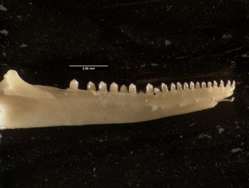 Media type: image;   Herpetology R-131846
